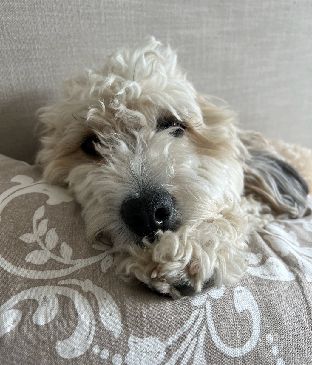 Juno, Jina’s mini Bernedoodle, relaxing at home
